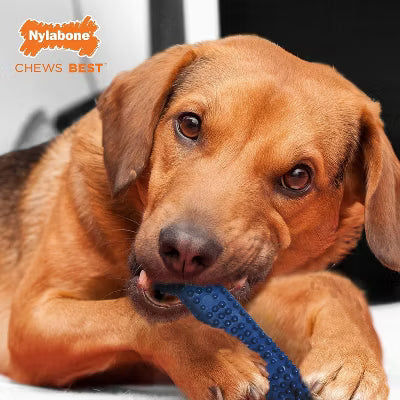 DENTAL CHEW WOLF