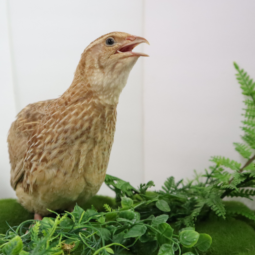 Fertile Quail Eggs – Choose Your Variety