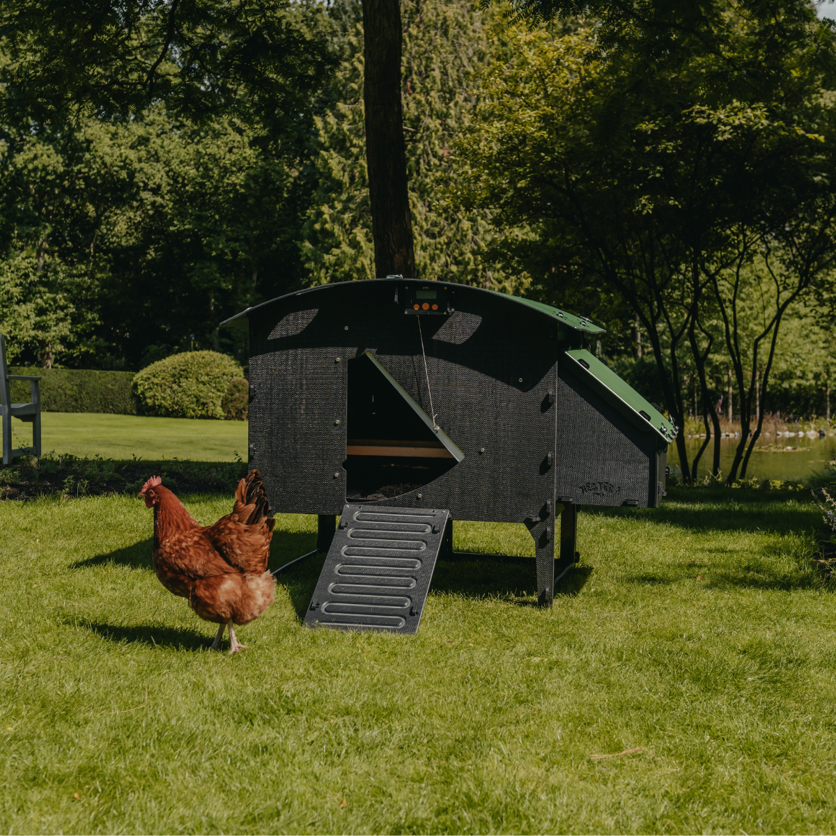 Chicken Coop