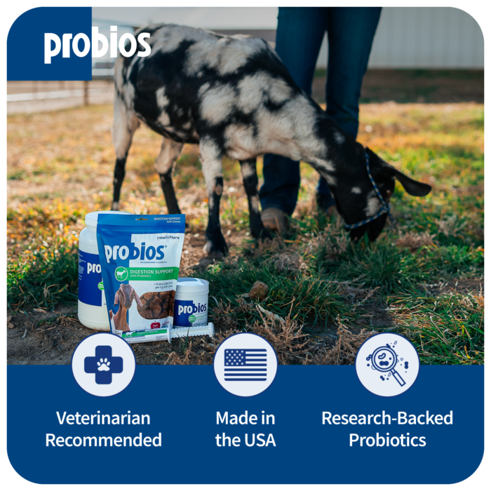 Probios® Digestion Support Soft Chews for Goats 1.3lb