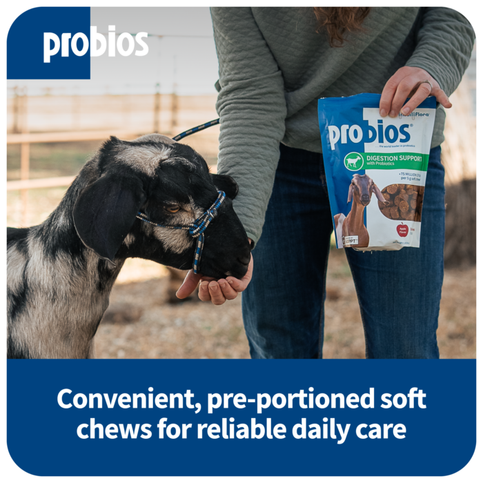 Probios® Digestion Support Soft Chews for Goats 1.3lb