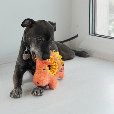Kong Ringaroos Pig Dog Toy Medium