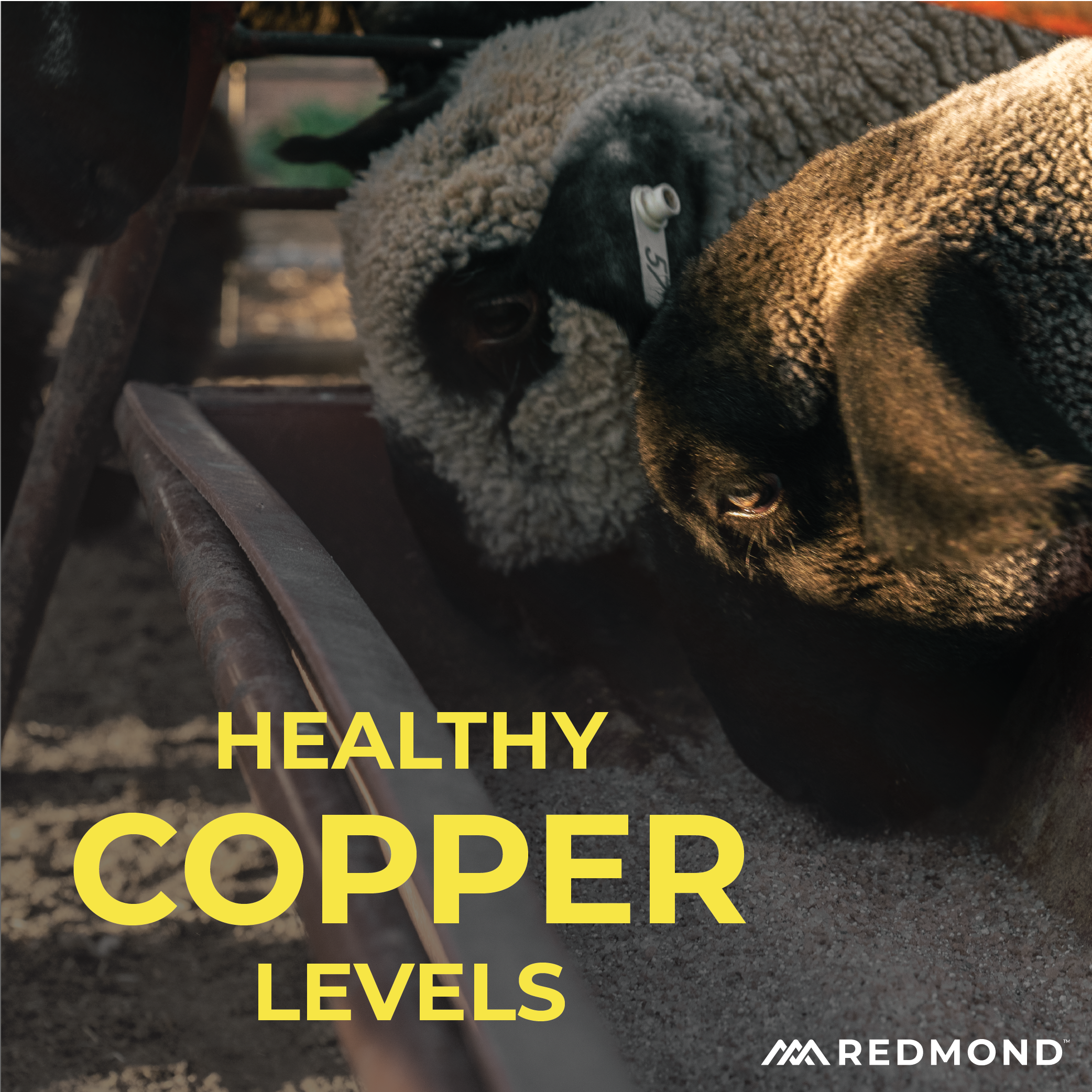 Sheep Mineral