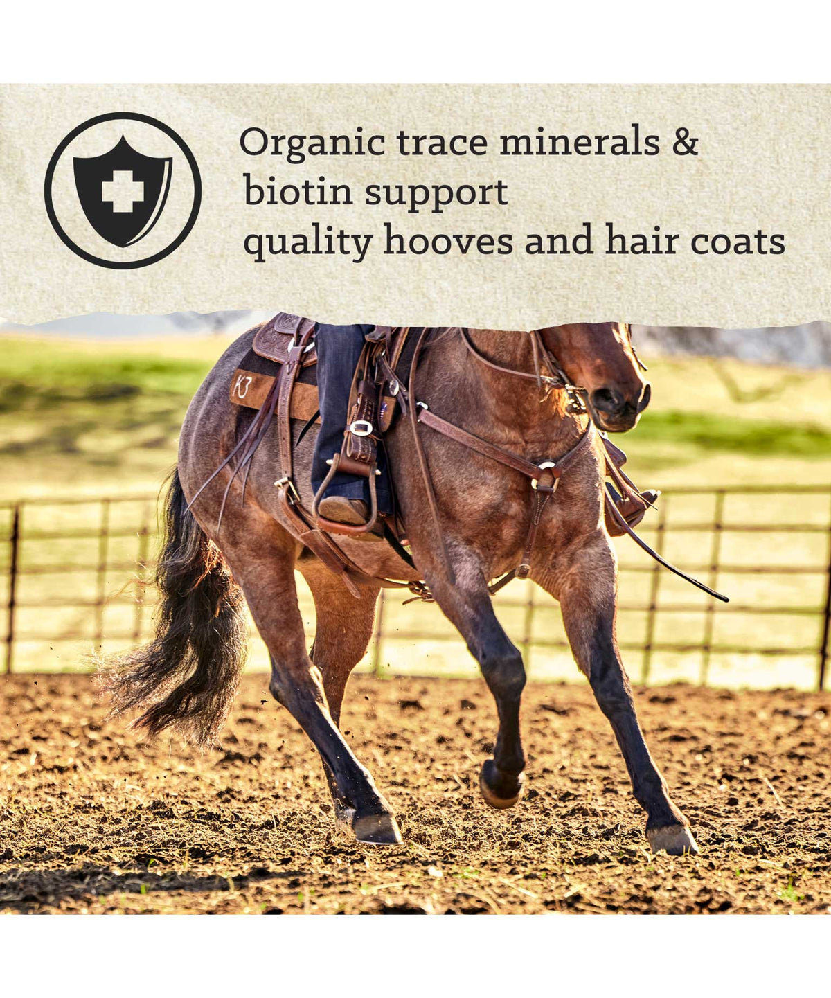 Nutrena Triumph Senior Horse Feed with Molasses 50lb