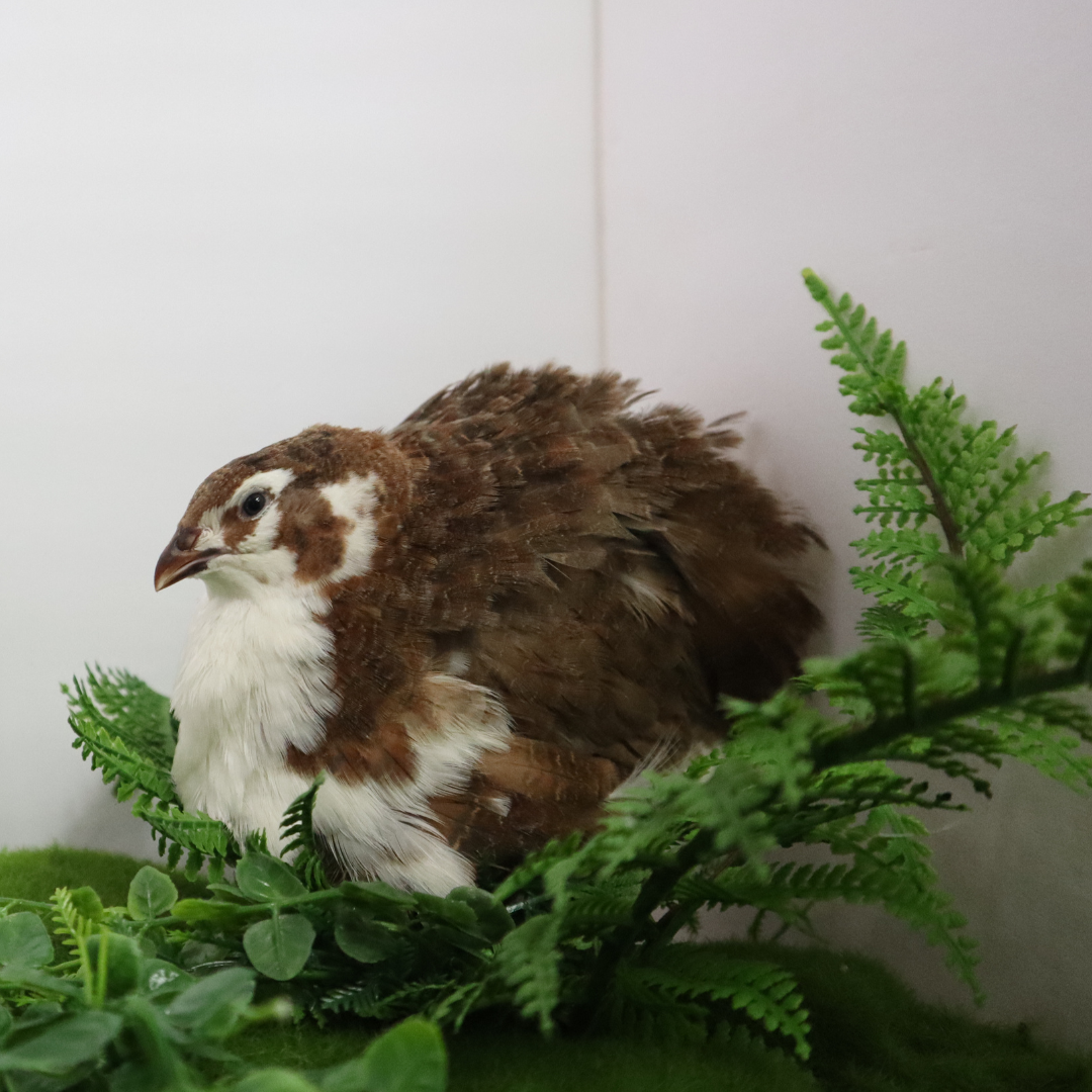 Celadon Coturnix Hatching Eggs - true blue layers
