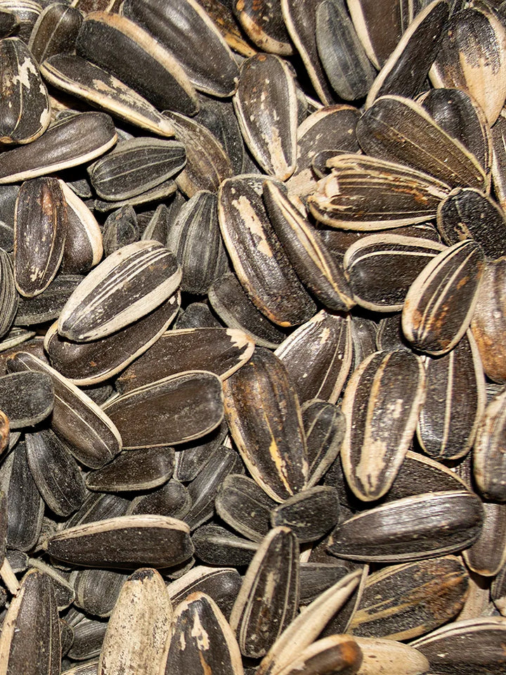 Volkman Black Stripe Sunflower Seeds For Birds - 2.5 lb