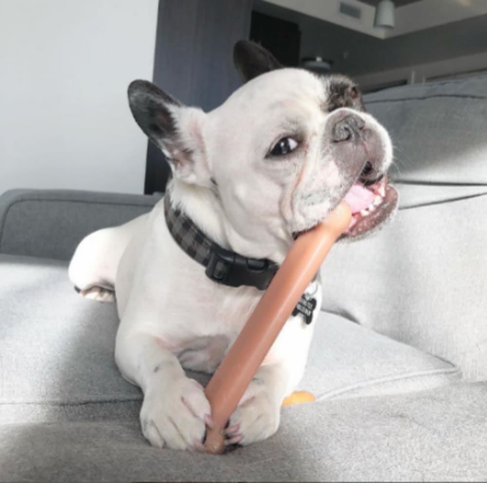 Nylabone Power Chew Original Dog Bone Bacon Flavor Giant