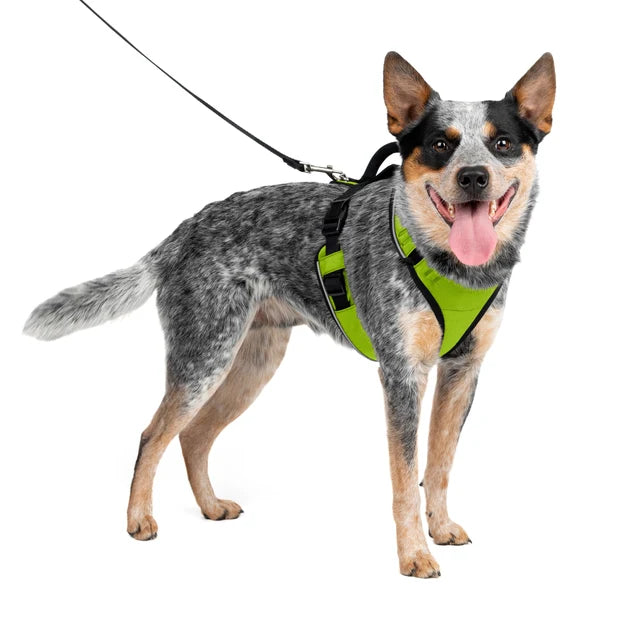 PetSafe EasySport Harness Medium Apple Green