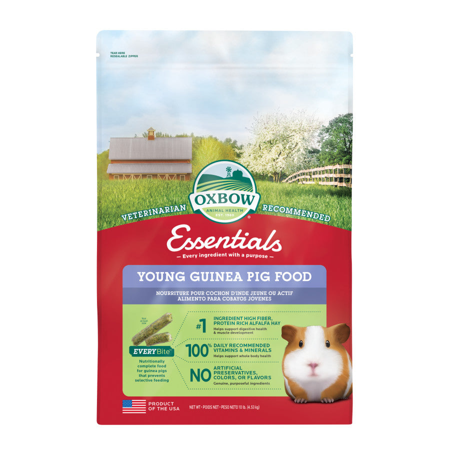 OXB Guinea Pig Young 10