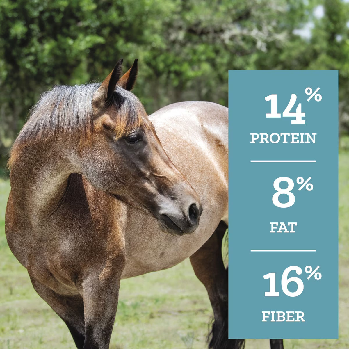 Nutrena SafeChoice Senior Molasses Free Horse Feed 50lb