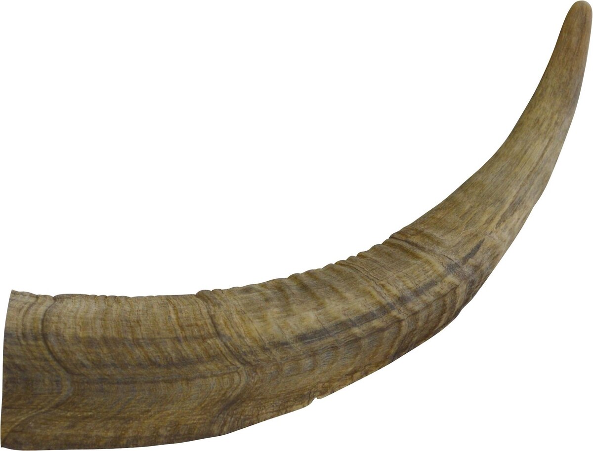 GOBI GOAT HORN MED