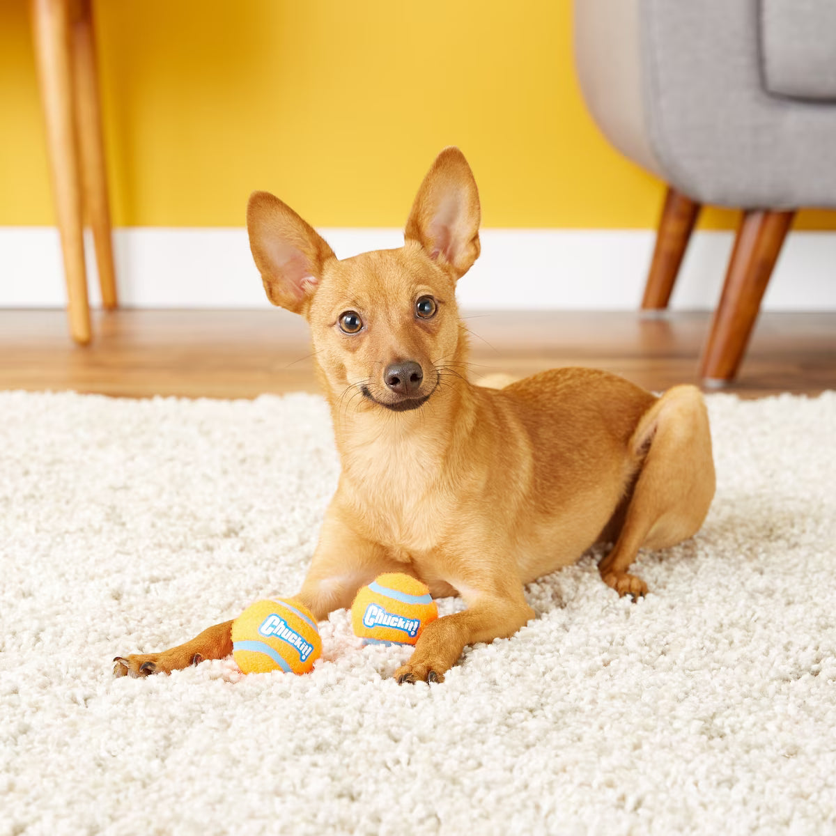 CHUCKIT TENNIS BALL 2PK MINI