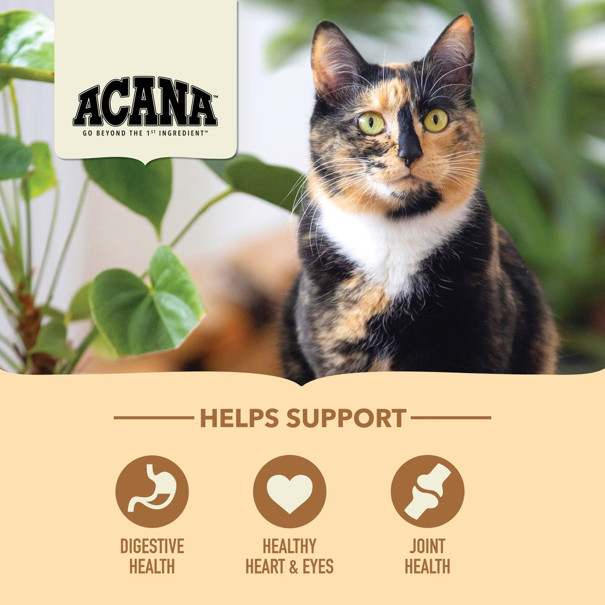 Acana Senior Entree Chicken & Turkey Dry Cat Food 10lb