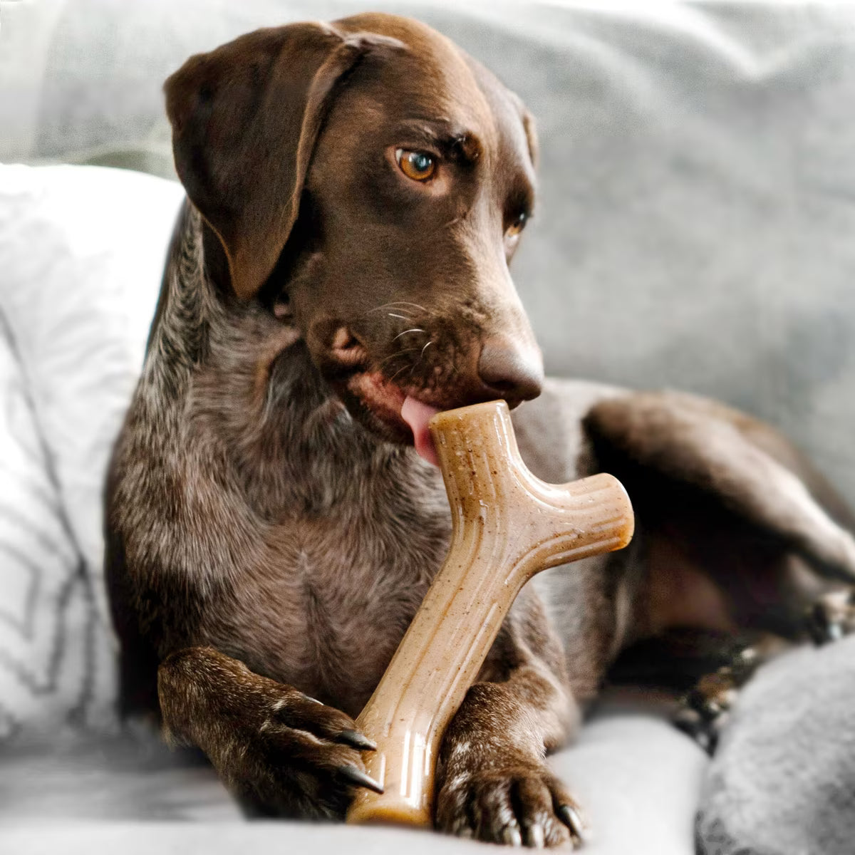Benebone Dent Maple STCK L