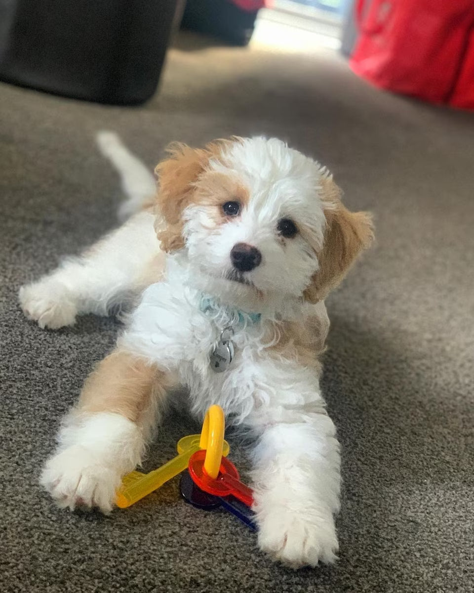 PUPPY KEYS XSMALL