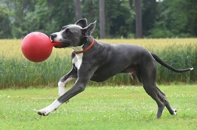 JOLLY BALL TUG'NTOSS RED 6"
