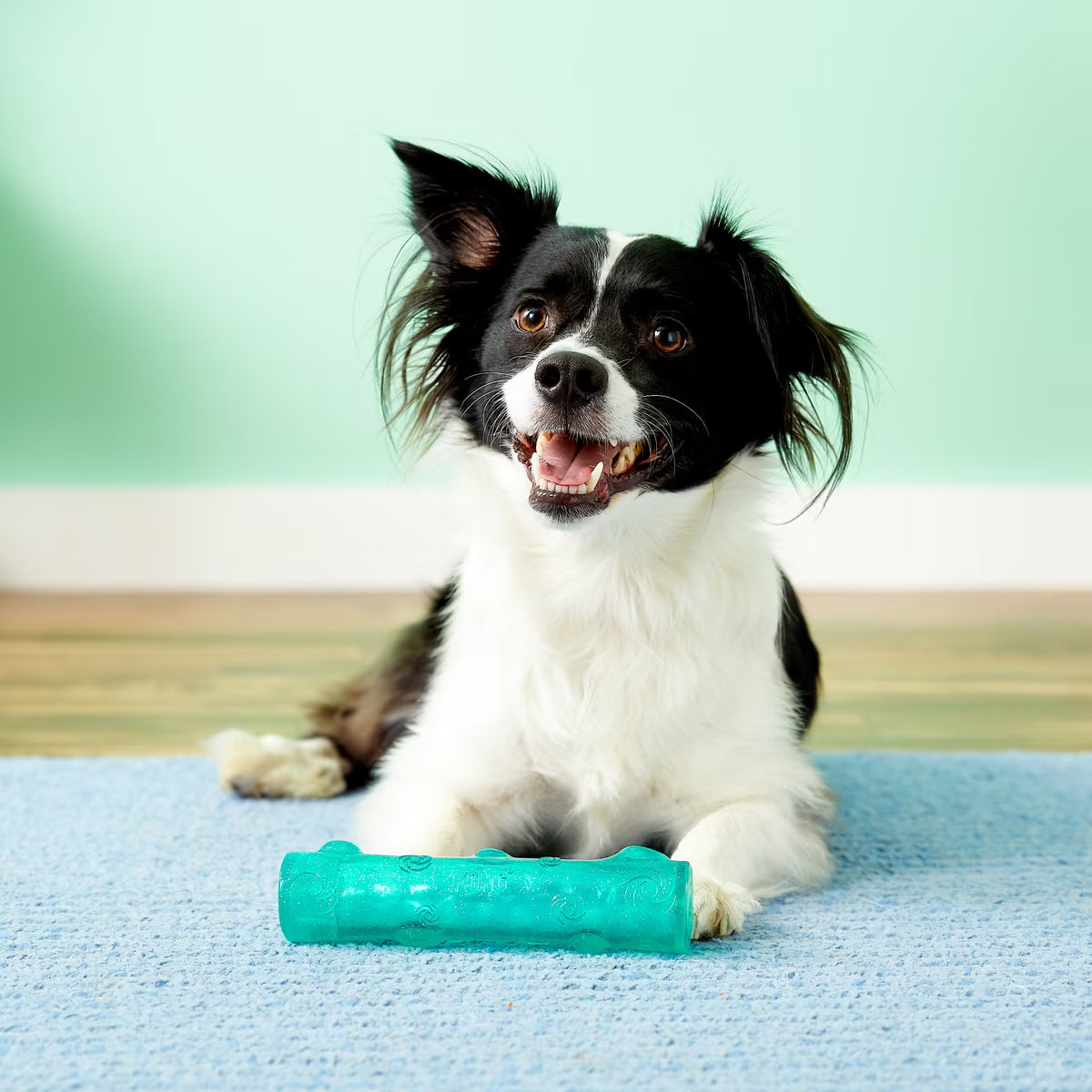 Kong Squeezz Crackle Stick for Dogs Assorted Colors Medium