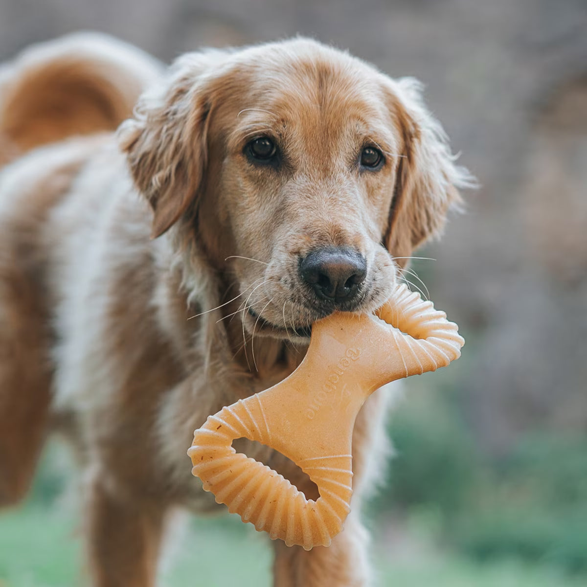 Benebone Dent PB Chew L