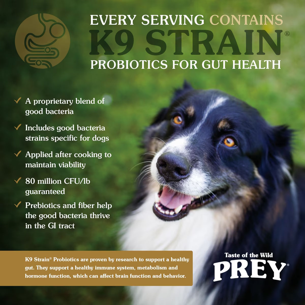 Taste of the Wild PREY Angus Beef Recipe Dry Dog Food 8lb