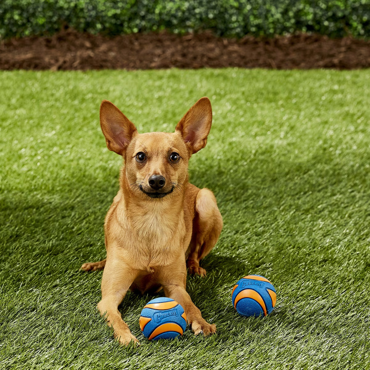 CAN TOY ULTRA SQKR BALL 2PK MD