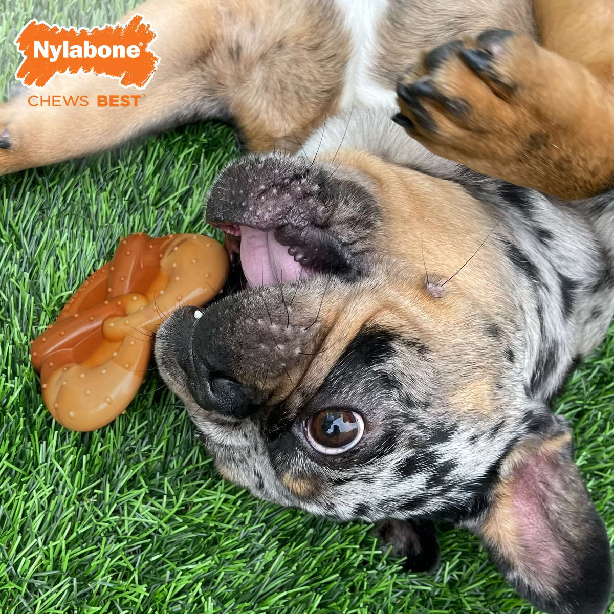Nylabone Power Chew Pretzel Dog Chew Bacon & Peanut Butter Flavored Small