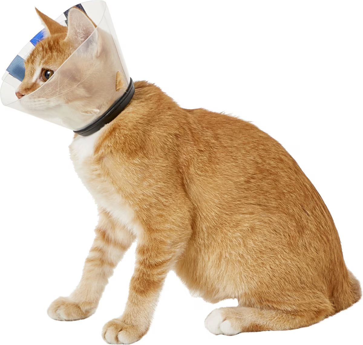 KONG E-COLLAR KONG SMALL 8-9"