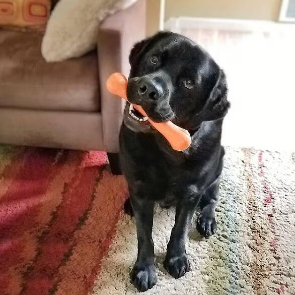 JOLLY BONE ORANGE 9" JB09 HORS