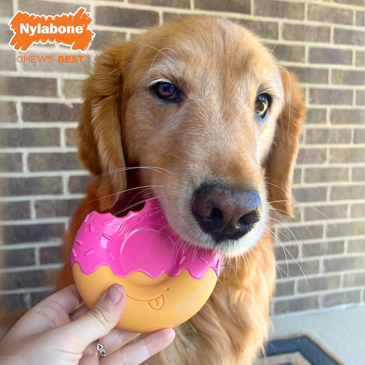 Nylabone Donut Power Dog Chew Bacon Glazed Flavor Large