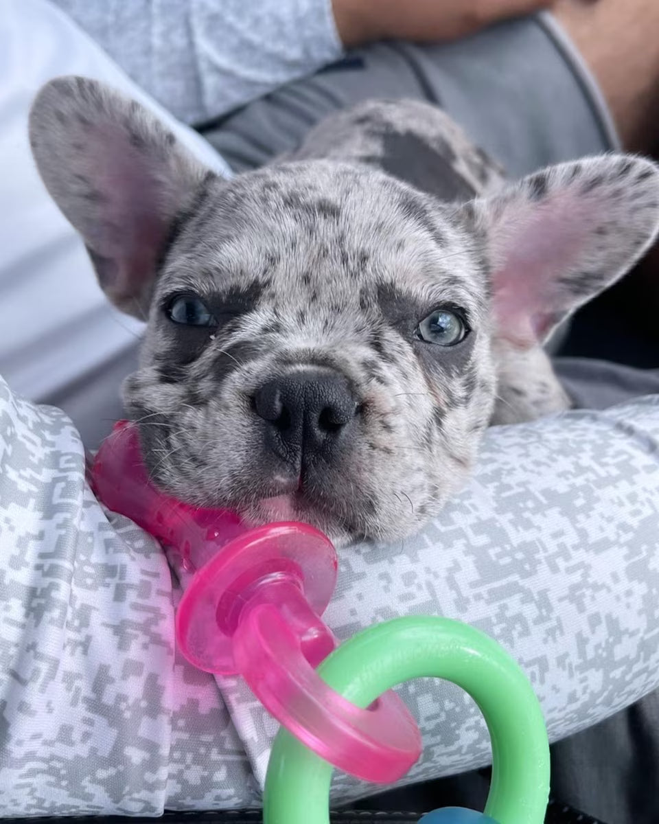 NYLABONE PUPPY PACIFIER XS