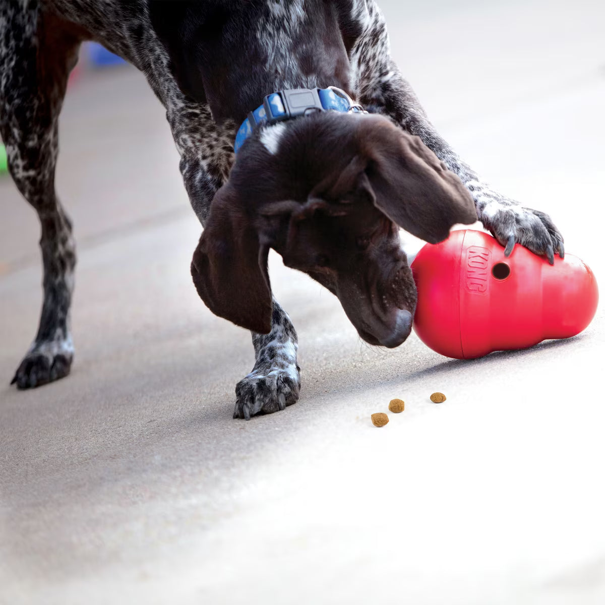 KONG WOBBLER PW1