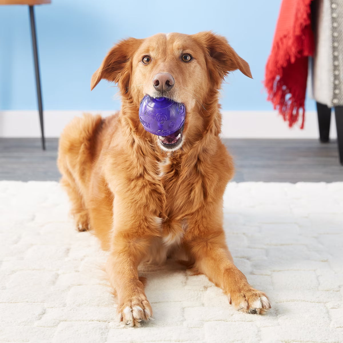 Kong Squeezz Ball Dog ASST L
