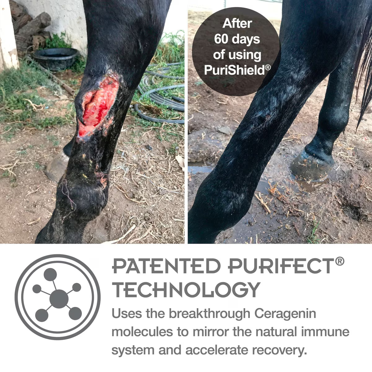 Farnam PuriShield Fast-Acting Wound & Skin Care Spray for Horses, Livestock, Dogs & Cats 16oz