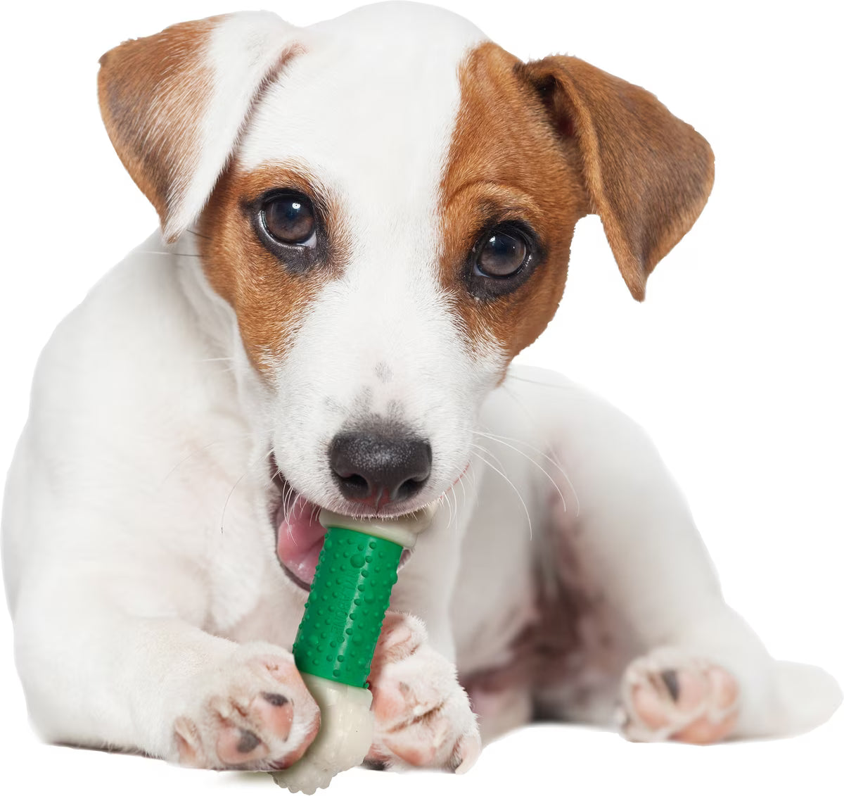 DOUBLE ACTION CHEW BONE REG