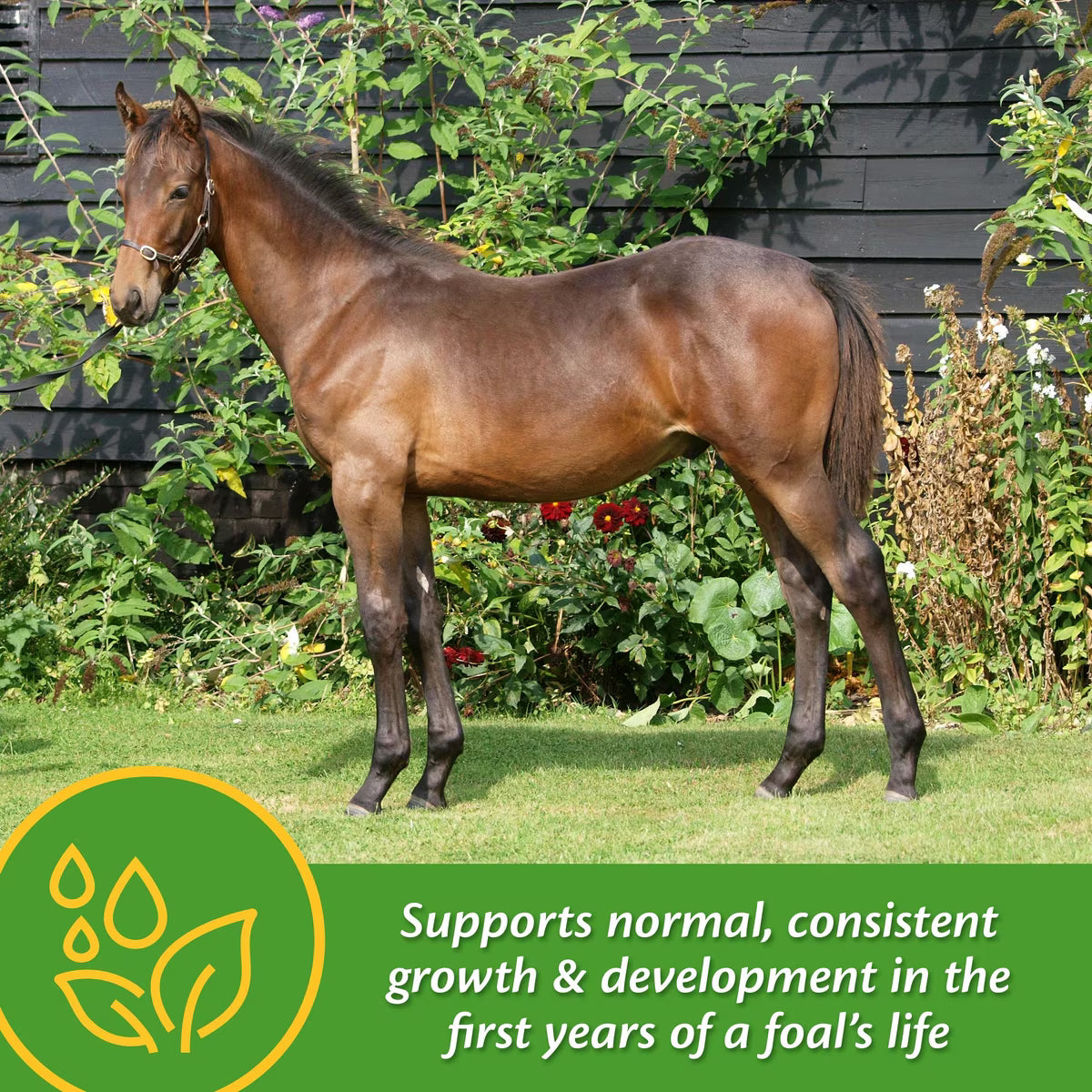 Farnam Grow Colt Growth & Development Horse Supplement Pellets 3.75lb