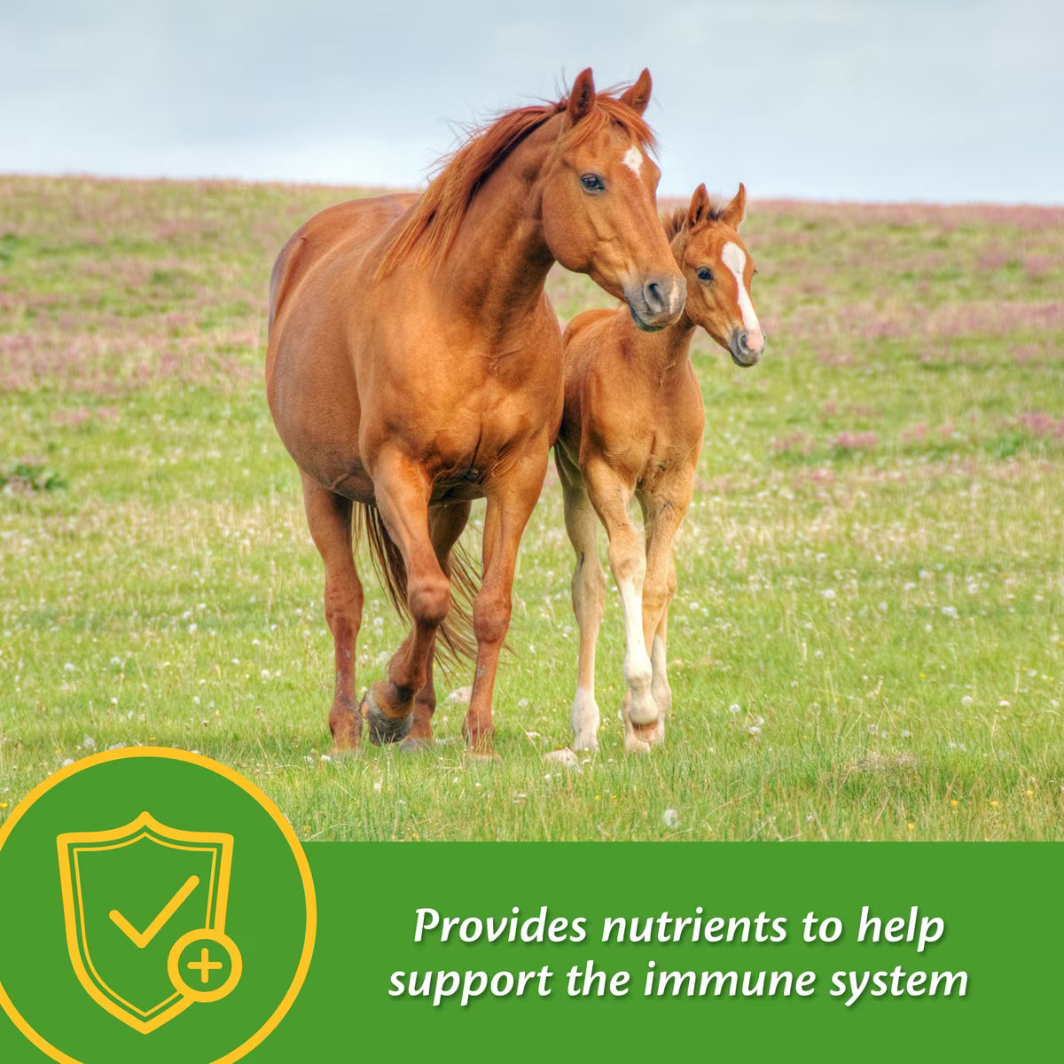 Farnam Grow Colt Growth & Development Horse Supplement Pellets 3.75lb