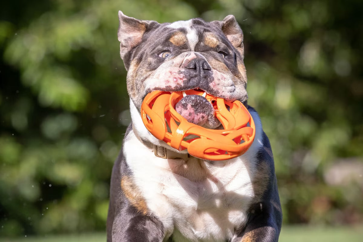 Chuckit! Air Football Dog Toy Orange