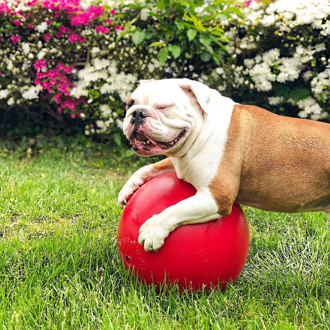 JOLLY BALL PUSH-N-PLAY RED 10"