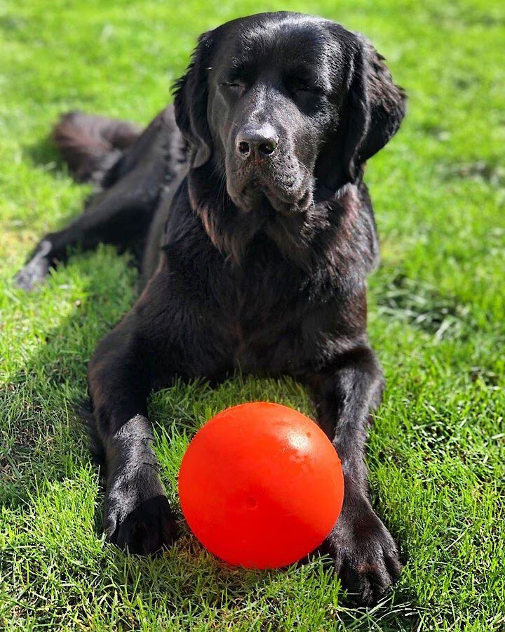 Jolly Pets Bounce-N-Play Ball Orange 6in