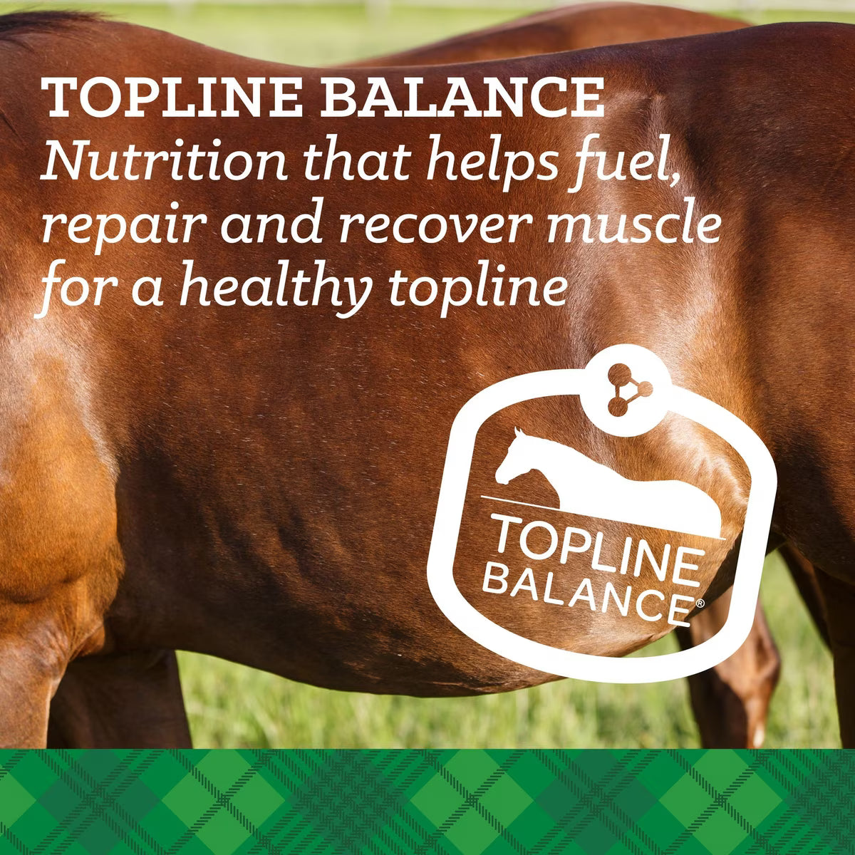 Nutrena SafeChoice Special Care Horse Feed 50lb
