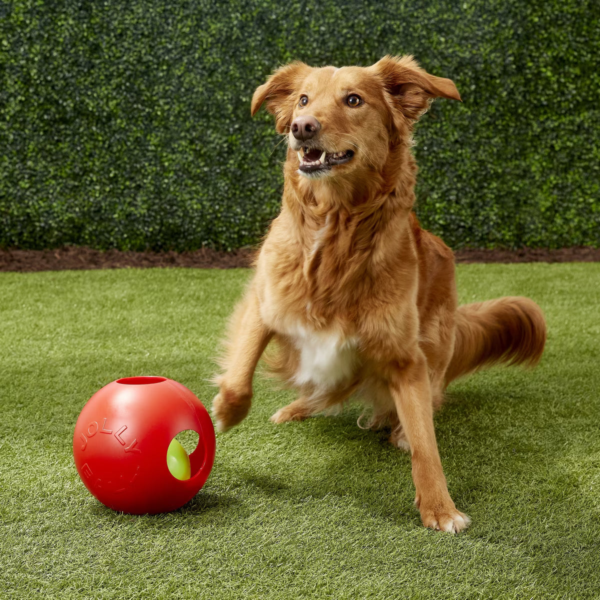 JOLLY BALL TEASER BALL RED 8"