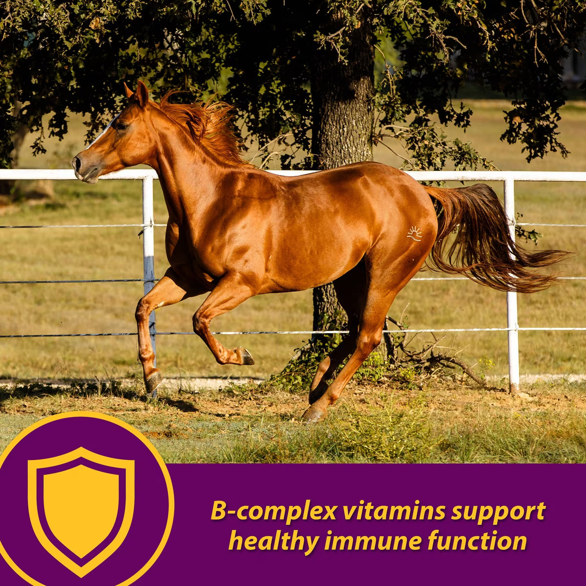 Horse Health Products Red Cell Vitamins & Minerals Liquid Horse Supplement 1gal