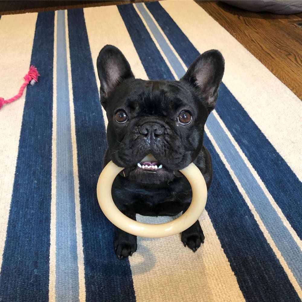 Nylabone Original Flavored Power Ring Dog Chew Toy