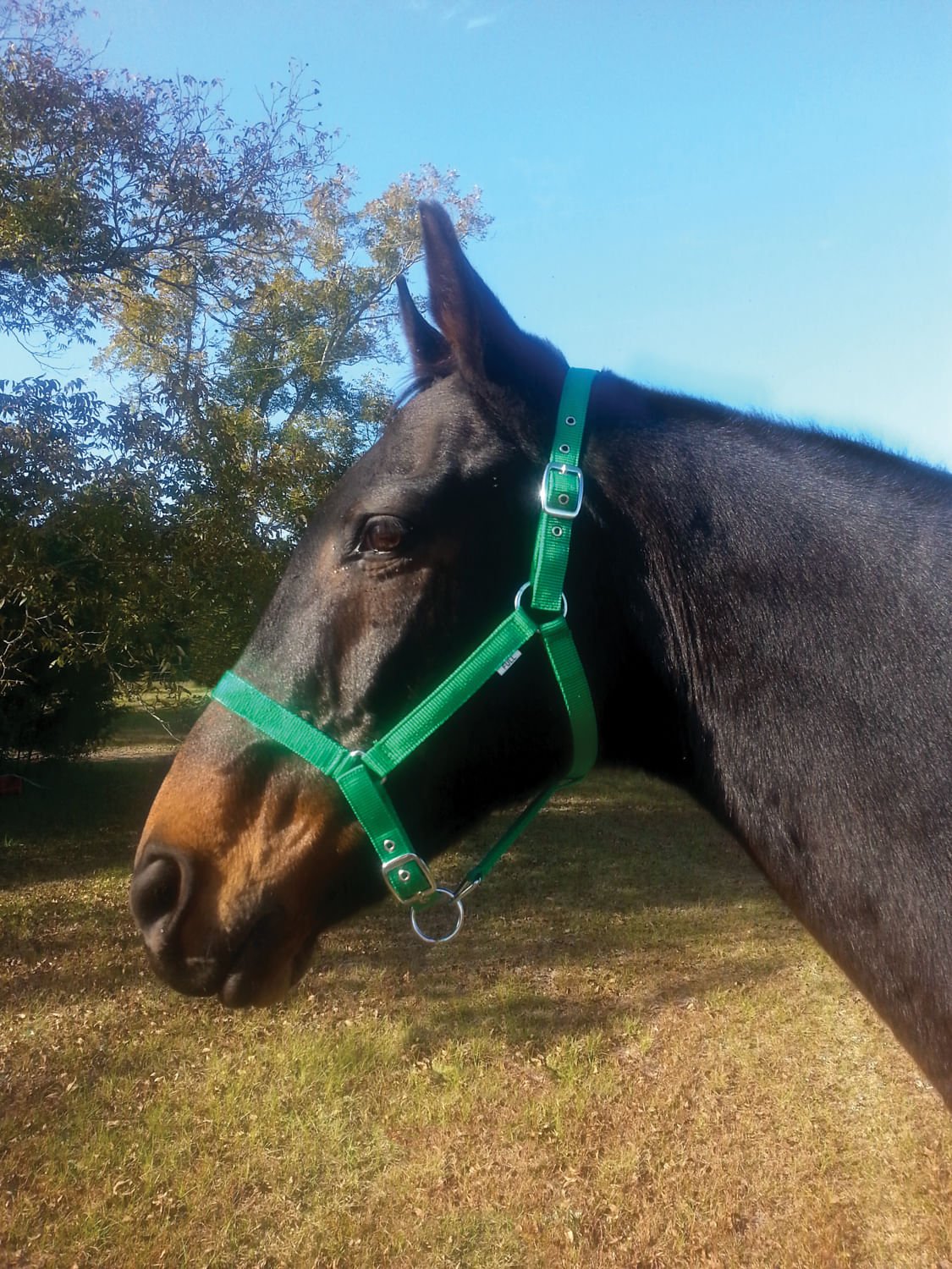 Adjustable Nylon Full Size Horse Halter