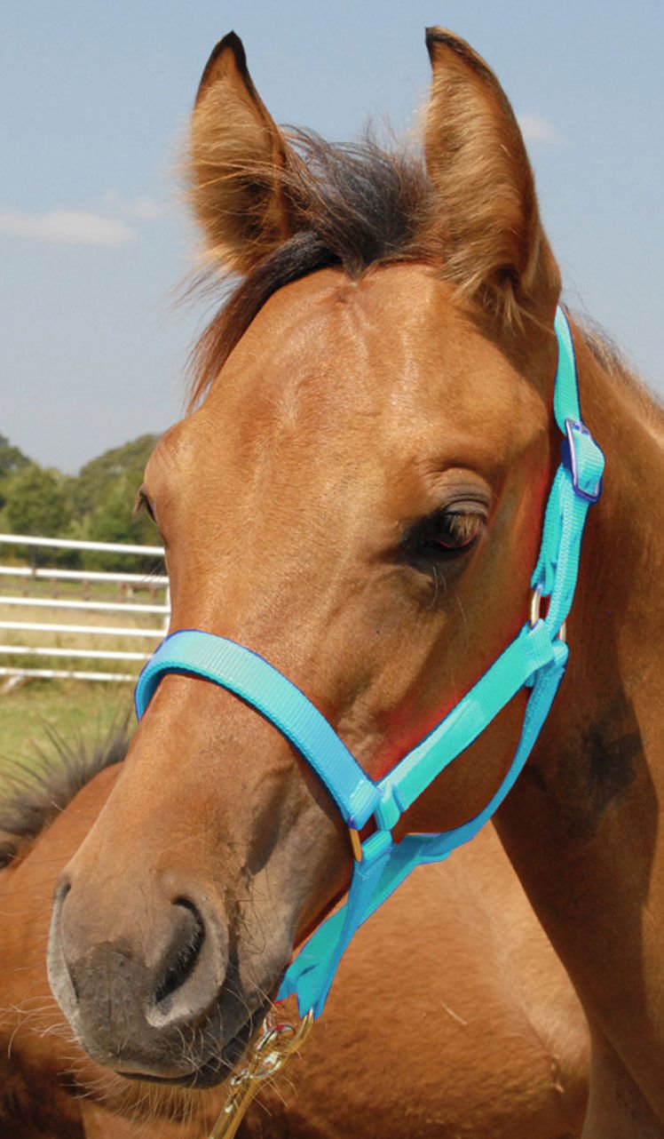 Nylon Foal & Pony Halter
