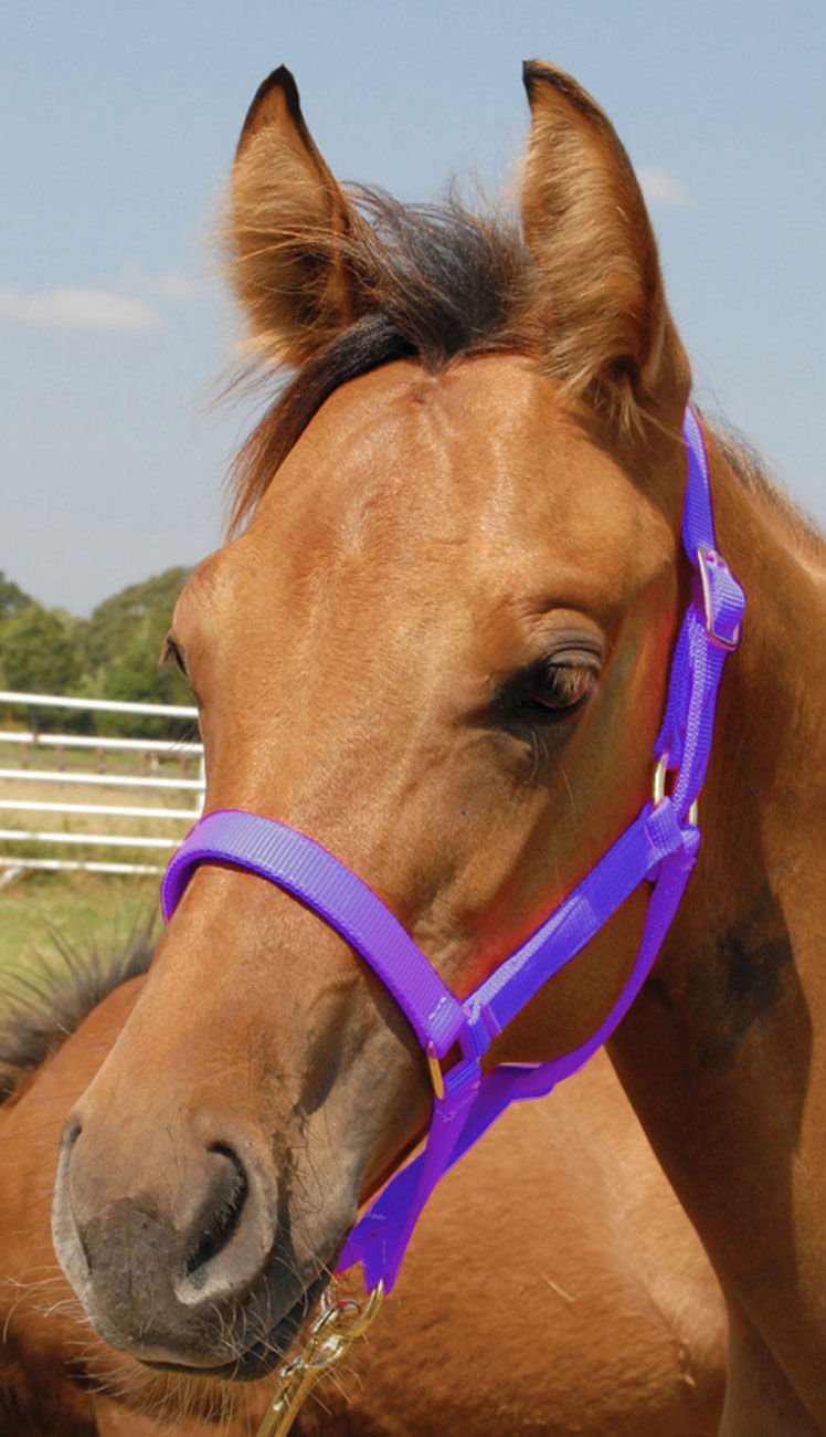 Nylon Foal & Pony Halter