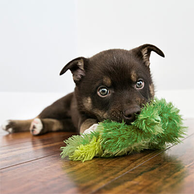 FROG XSML DOG TOY