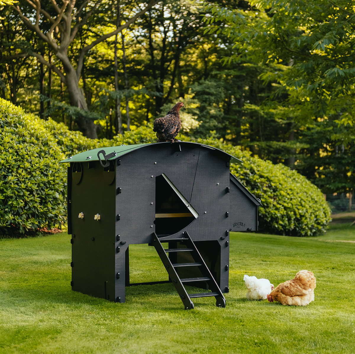 Chicken Coop