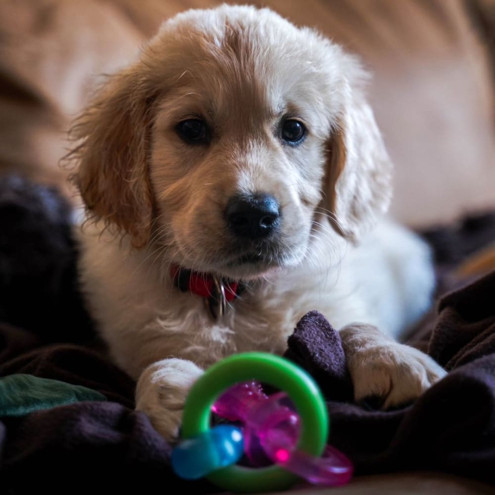 Nylabone Puppy Pacifier Teething Toy Bacon Flavored