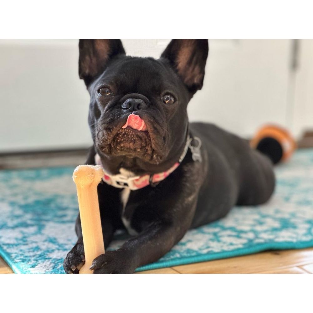 Nylabone Power Dog Chew Original Bone Regular