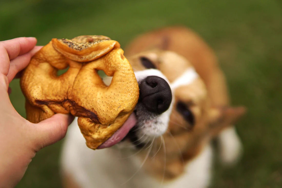 PIG NOSE